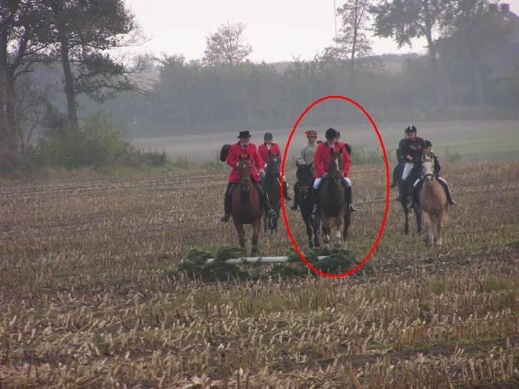 Dansk Varmblod Sabrina Sold billede 2