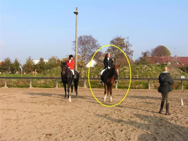 Dansk Varmblod Sabrina Sold billede 3