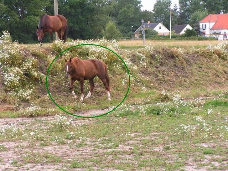 Dansk Varmblod Sabrina Sold billede 4