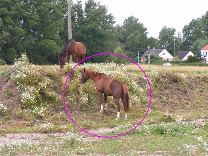 Dansk Varmblod Sabrina Sold billede 5