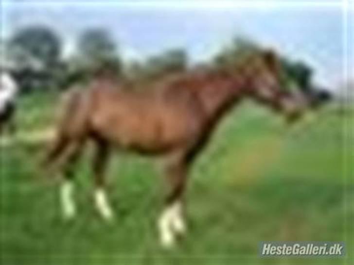 Dansk Varmblod Sabrina Sold billede 6