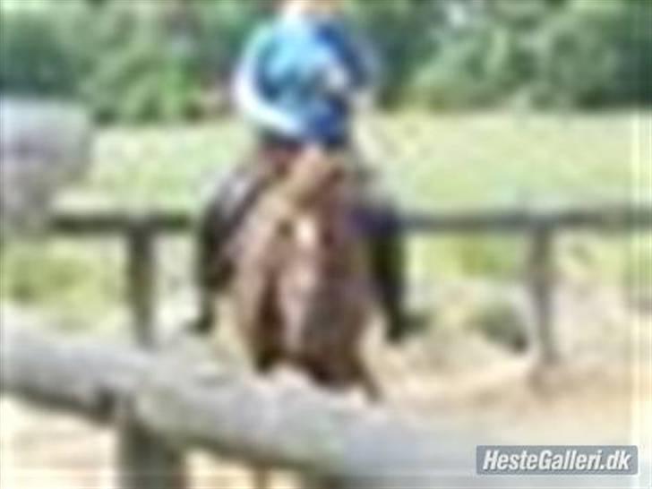 Dansk Varmblod Sabrina Sold billede 7