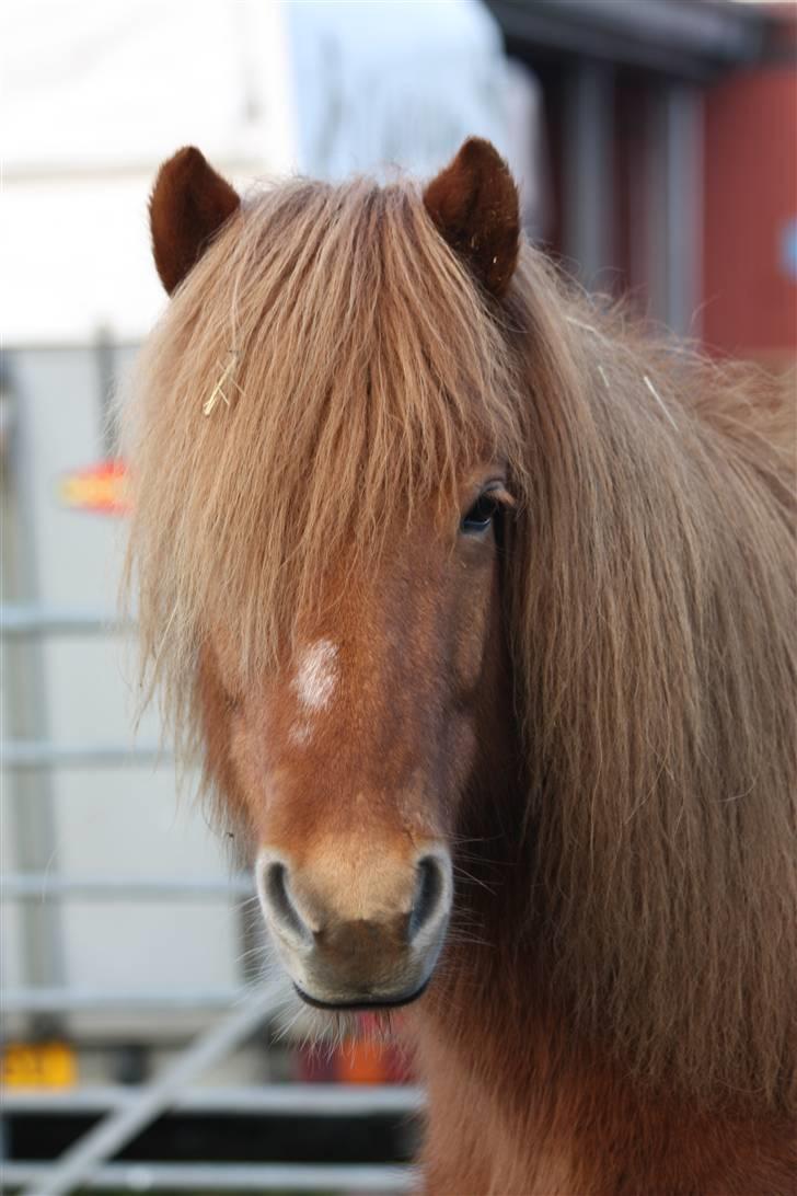 Islænder Auðlind frá Álfhólum - Foto: Clara K billede 12