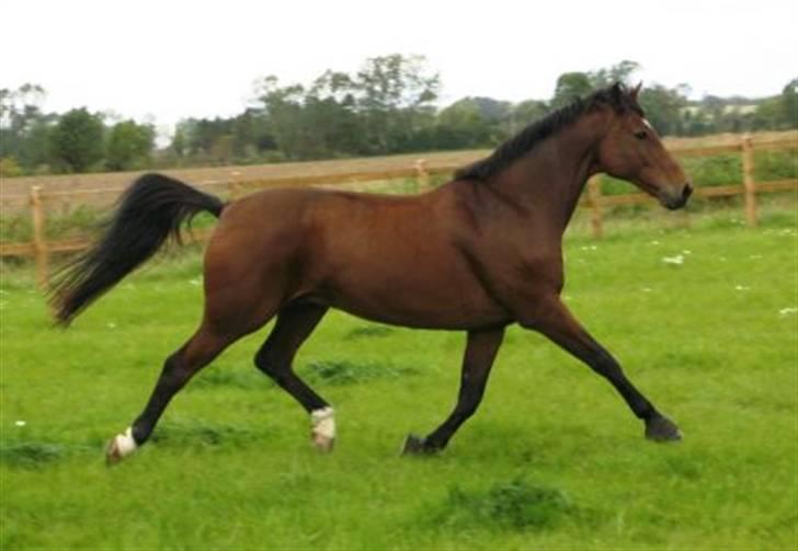 Dansk Varmblod Monet billede 6