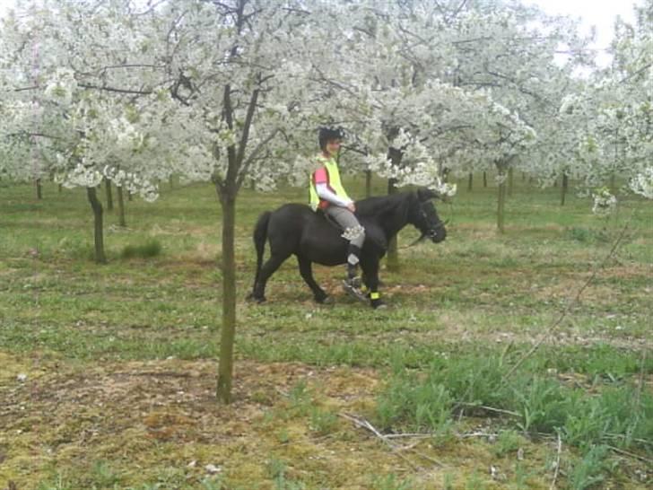 Shetlænder Olga! R.I.P SAVNET!!! :'( - Fåråret elsker vi begge! billede 3