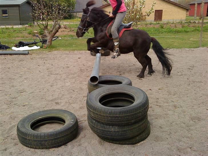 Shetlænder Olga! R.I.P SAVNET!!! :'( - Olga i fuld firspring billede 4