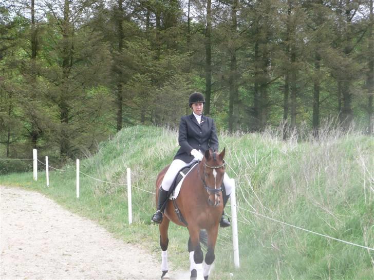 Dansk Varmblod Hannibald RIP - total flot fyr ( sæby maj 08) billede 18