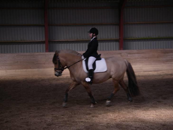 Anden særlig race Flower Girl - Flower Girl gør sig umage i LA1. billede 3