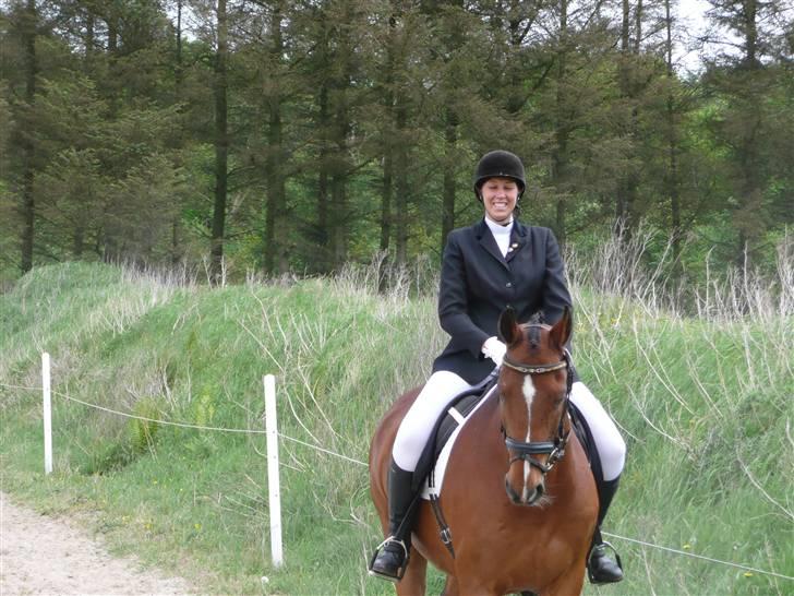 Dansk Varmblod Hannibald RIP - Nuller ( sæby maj 08) billede 19