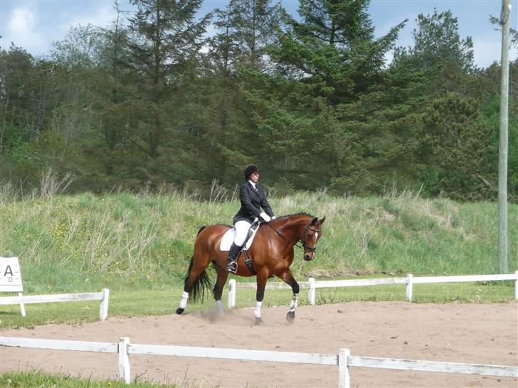 Dansk Varmblod Hannibald RIP - så vi klar ( sæby maj 08) billede 20