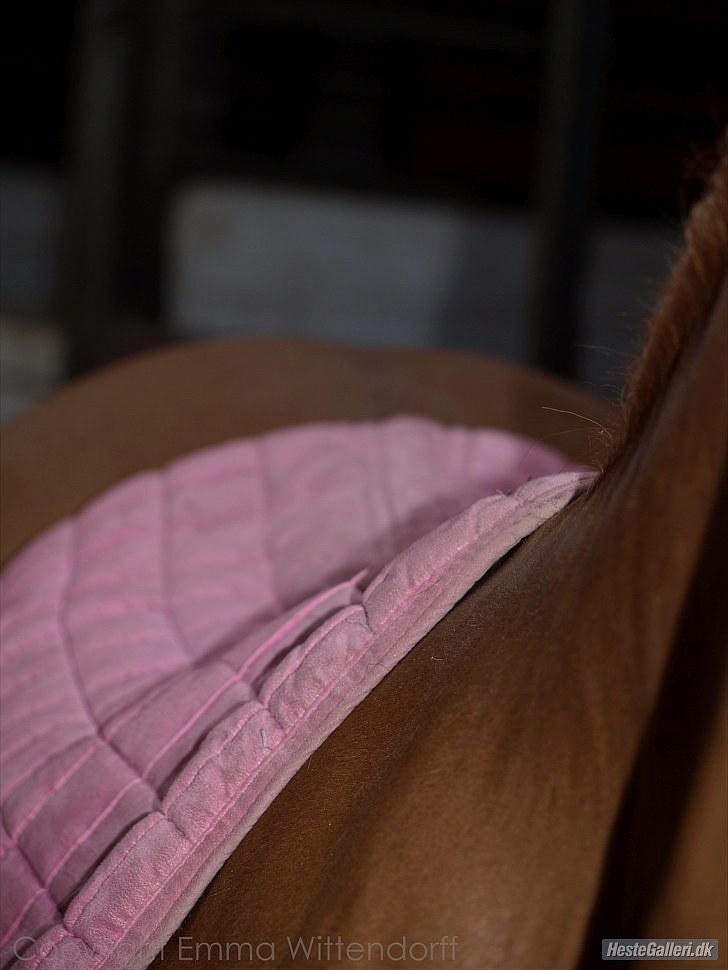 DSP Lindholms Gutchi - Mums billede 17