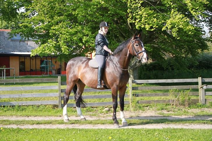 Hannoveraner Pik Pikeur  - Fotograf; Cecilie  billede 2