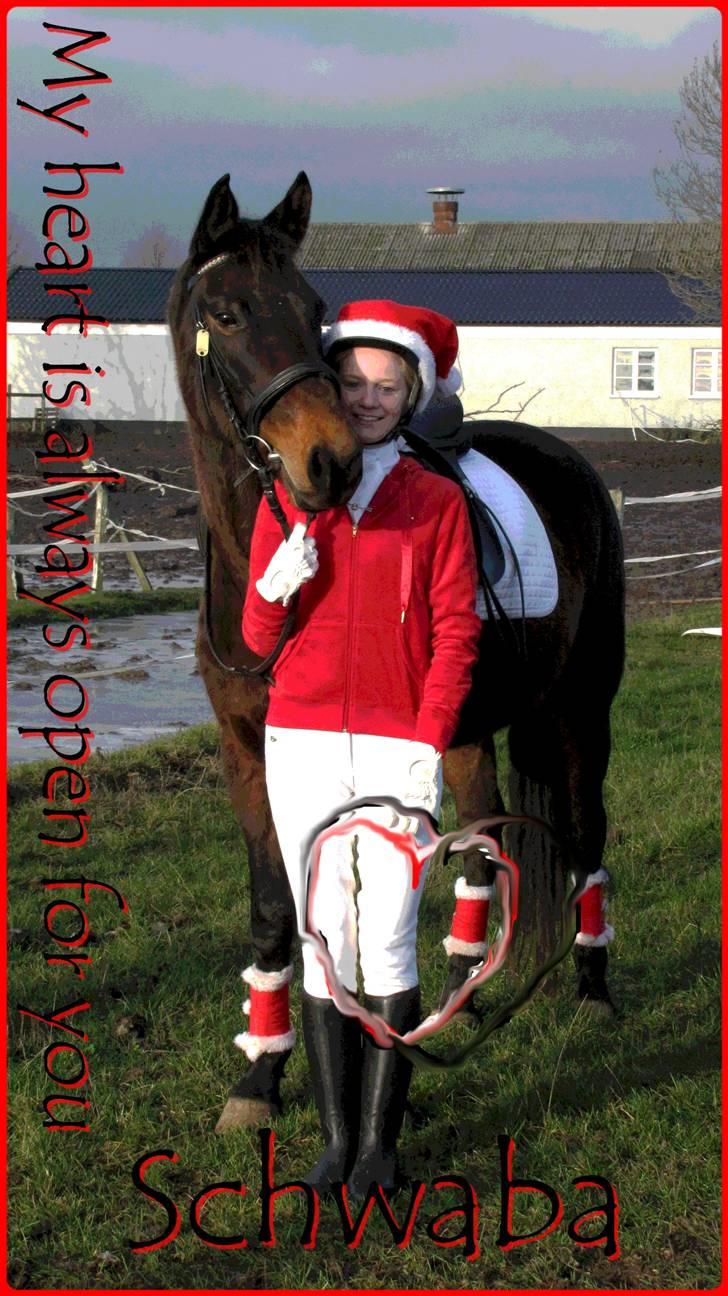 Anden særlig race Schwaba (Rideskole hest) - Velkommen til Schwaba´s profil .. (: billede 1