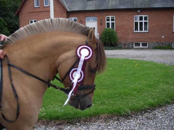 Anden særlig race Flower Girl - Fra ring og rid på Halmtofte, Flower Girl var super. billede 6