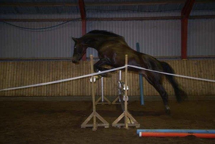 Dansk Varmblod Meningo - Halløjsa!:o) billede 1