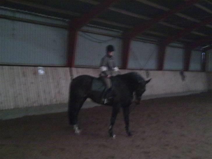 Dansk Varmblod Meningo - En af de første gange jeg var oppe og sidde på ham:) billede 2