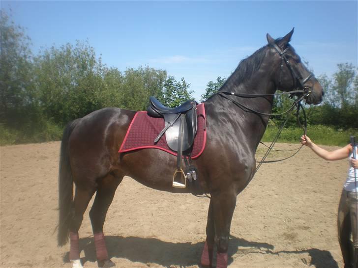 Dansk Varmblod Meningo - Min store dreng billede 3