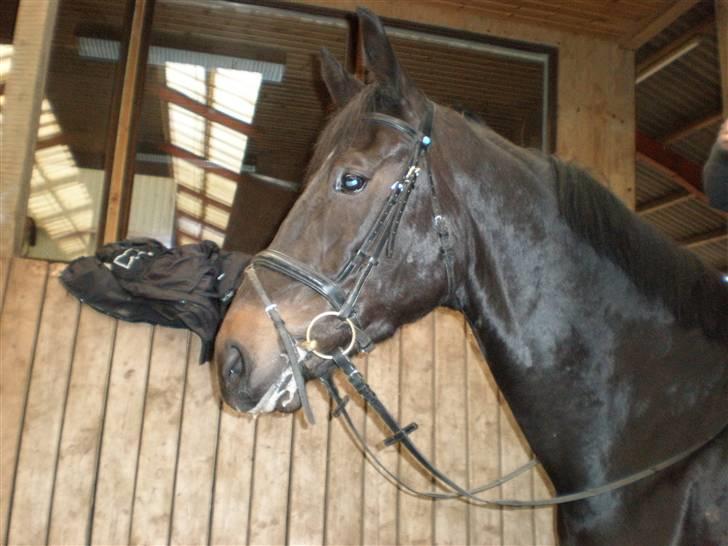 Dansk Varmblod Meningo billede 5