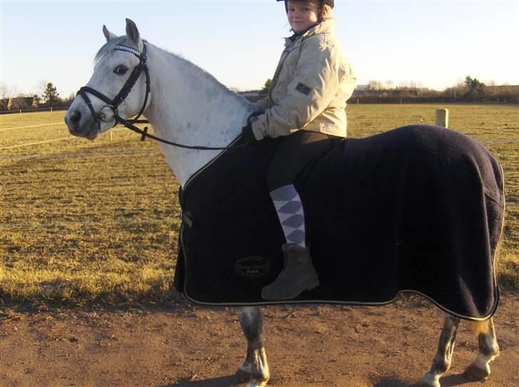 Welsh Pony (sec B) Skovbjergs Bacardi billede 5