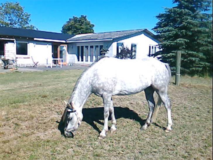 Welsh Pony (sec B) Klintholm's Sir Charles - Charles spiser græs ummmmmm billede 3