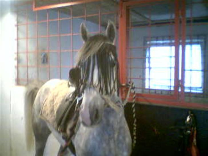 Welsh Pony (sec B) Klintholm's Sir Charles - Charles er ved at blive sadele op billede 4