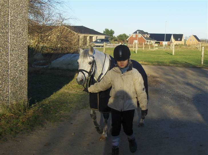 Welsh Pony (sec B) Skovbjergs Bacardi - jeg er syg så vil jeg da helre ligge i min varme boks  billede 11