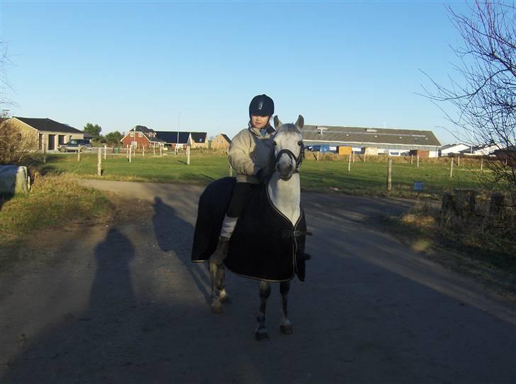 Welsh Pony (sec B) Skovbjergs Bacardi - er han ikke sød billede 12