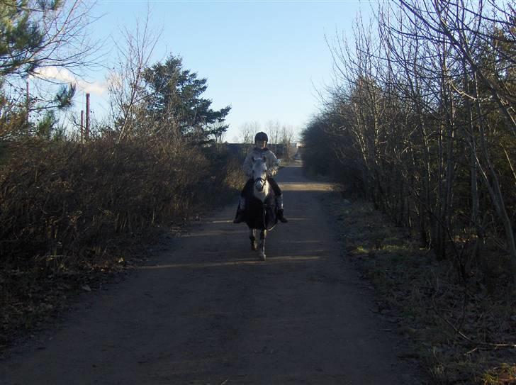 Welsh Pony (sec B) Skovbjergs Bacardi - Så er det en tur i skoven:) billede 13