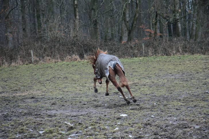 Welsh Pony (sec B) | Enemarks Laban - Nr. 18 På Staldgangen :D billede 18