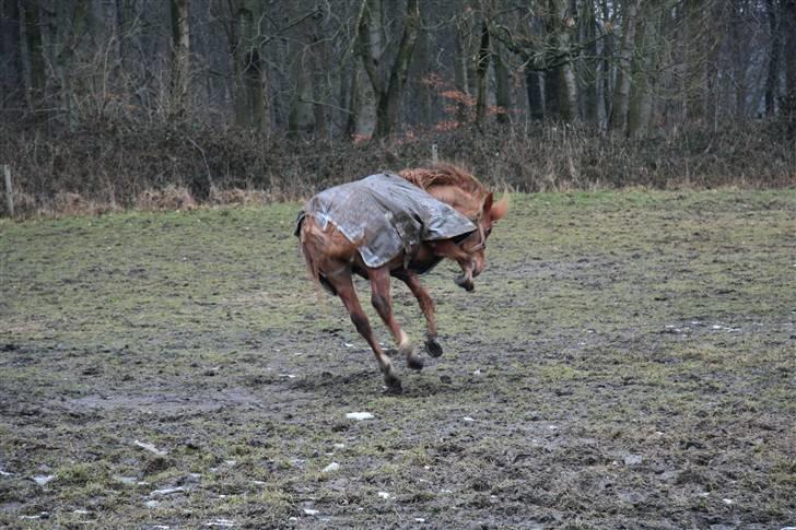 Welsh Pony (sec B) | Enemarks Laban - Nr. 19 Januar 2009 - Trav ... Femte gang med rytter ... billede 19