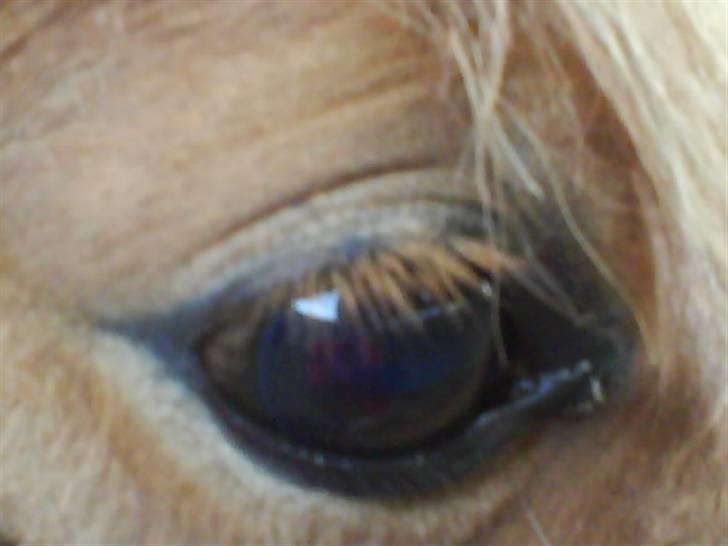 Welsh Pony (sec B) | Enemarks Laban - Nr. 20 Labans Smukke Øje <3 billede 20