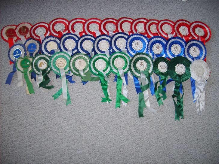 Anden særlig race Clay - Clays rosetter. Nogle af dem er ikke Clays. Det er kun ca. 5 som ikke er hans. Han startede både dressur, kugleridning, ringridning og en lille smule spring i sine unge dage. billede 19