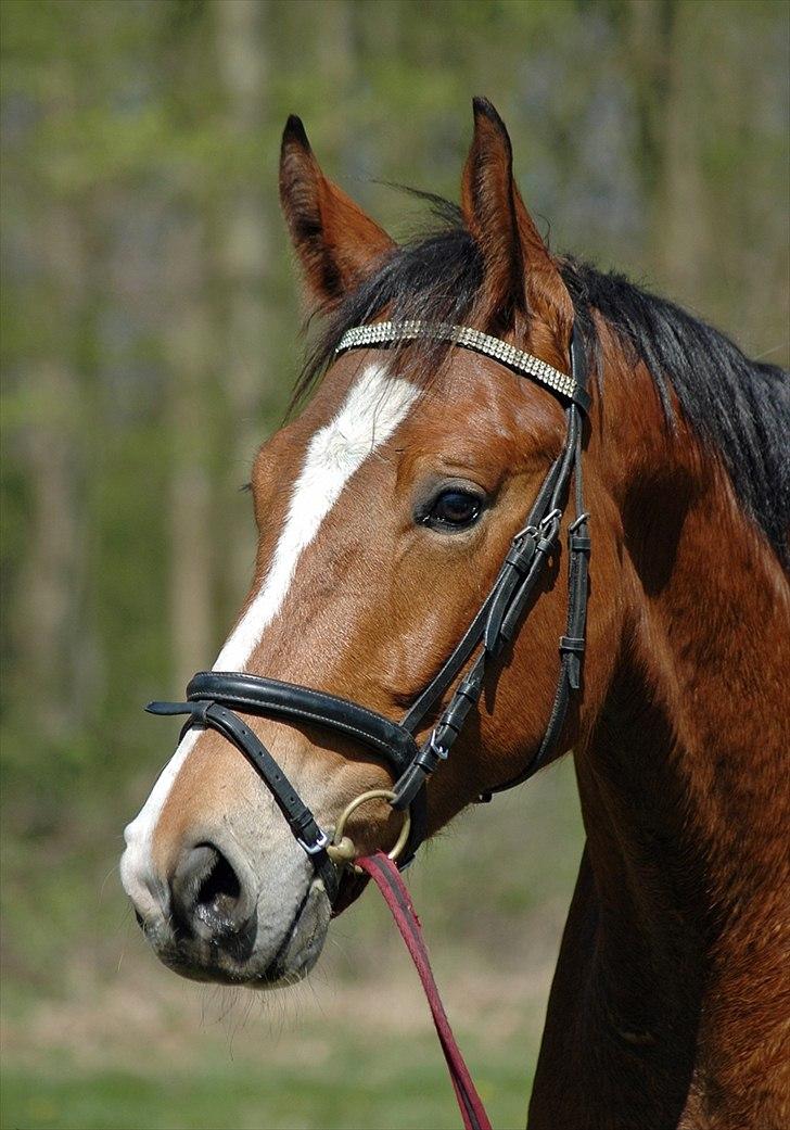 Dansk Varmblod Lemilio Light DM - SOLGT - - Billede er taget af Cecilie Winberg billede 18