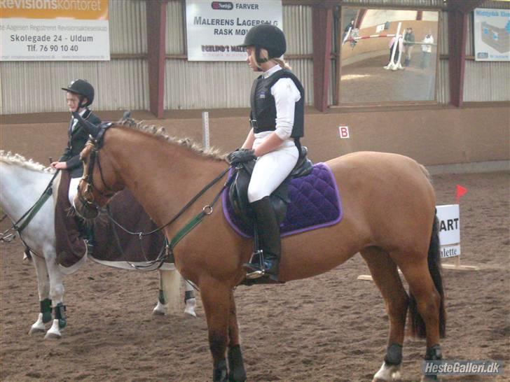 Anden særlig race Tulle - det samme billede 16