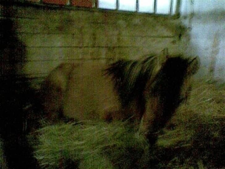 Anden særlig race Roxi - Doven ponyplag hun ligger og hygge spiser billede 9