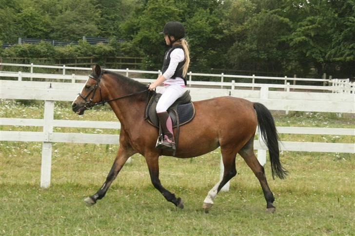 Welsh Pony af Cob-type (sec C) Polly Crown  R.I.P :'( <3 - Ridelejr 2009..   Døden måtte skille os ad.. <3 Hvil i fred )´: <3 billede 2