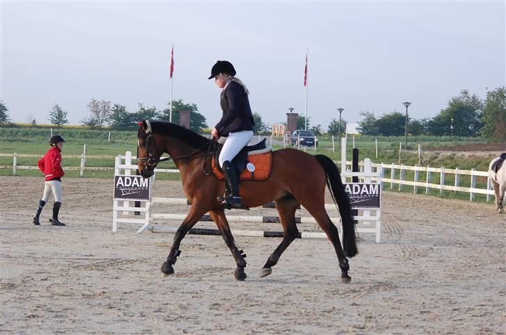 Tysk Sportspony Chemin de Royal Solgt billede 11