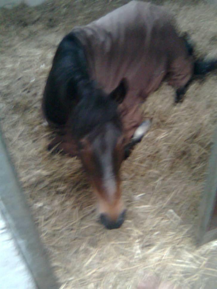 New Forest Tanholt Lucky **SOLGT**  - Der var ikk mange dage der, til jeg skulle af med min pony. Elsker diig <3 billede 14