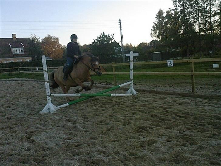 Anden særlig race Luna<3 (GL-part) billede 3