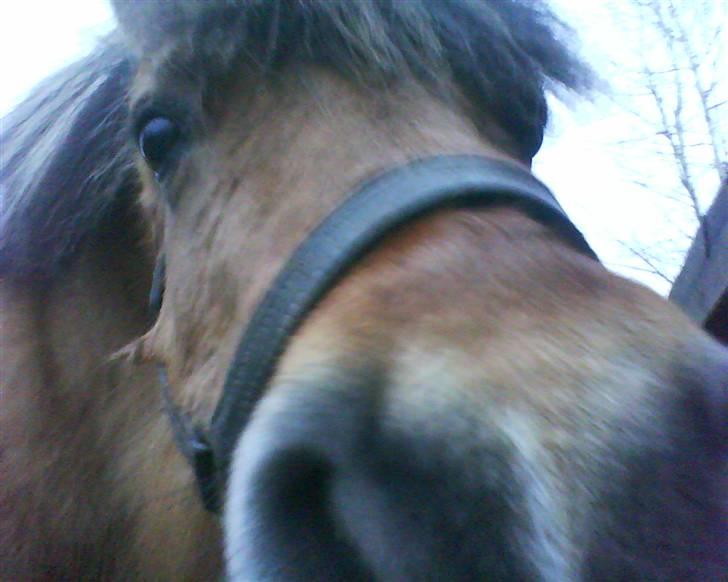 Anden særlig race Luna<3 (GL-part) billede 6