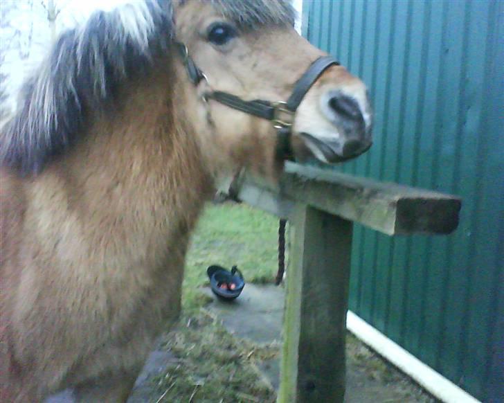 Anden særlig race Luna<3 (GL-part) - hvor er Camille????? billede 8
