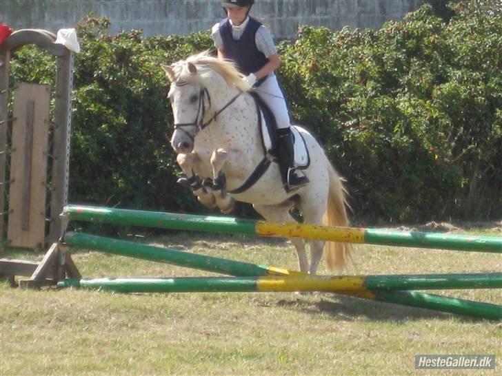 Knabstrupper Søholmgaards Orkan - klubstævne, 23 august 09, 50 cm sløjfe, fejlfri :) billede 18