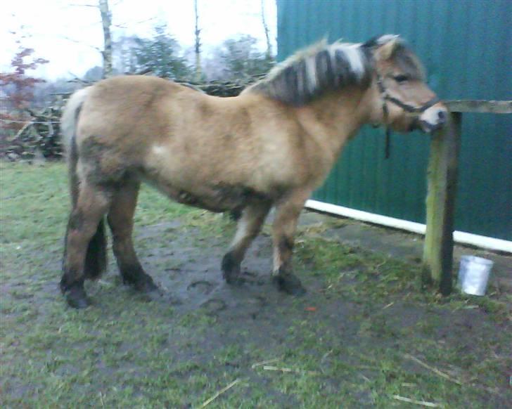Anden særlig race Luna<3 (GL-part) billede 11