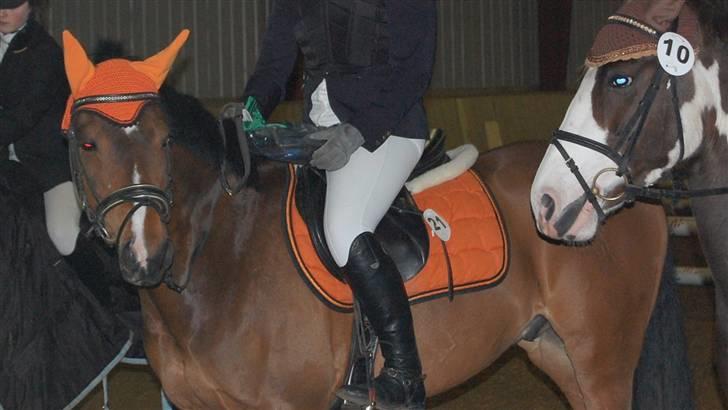 Tysk Sportspony Chemin de Royal Solgt billede 16