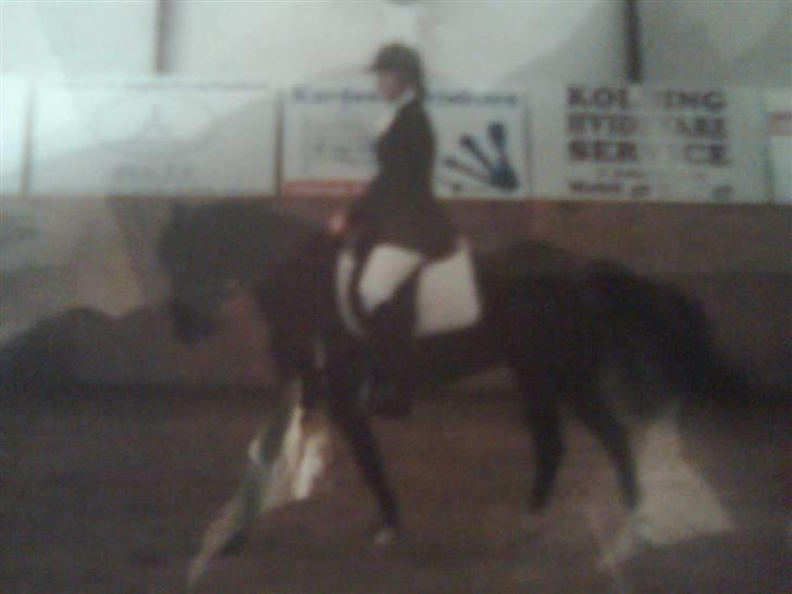 New Forest Tanholt Lucky **SOLGT**  - I La3.. Lille "dressur pony" ;) hahah billede 20