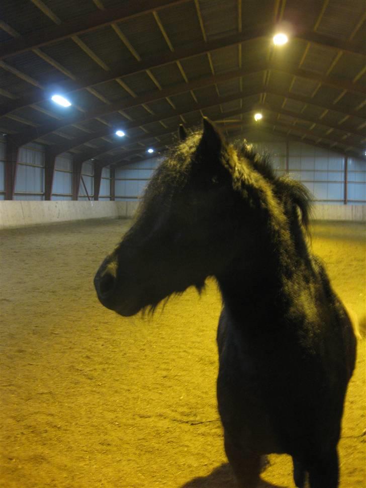 Dartmoor Jarrick - Min smukke pony <3. billede 9