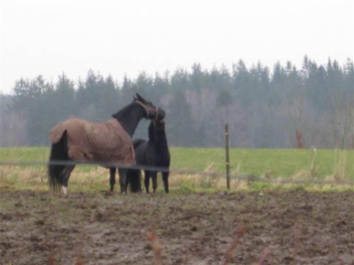 Dartmoor Jarrick - Hygge på folden med den bedste Boris :-* <333. billede 10