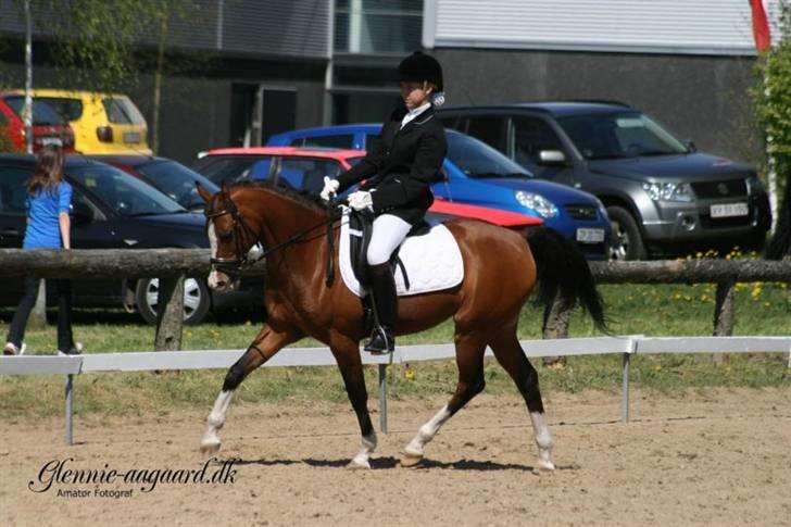 Sportsaraber (A) princess (solgt) ;( - dressur stævne kærbo billede 4