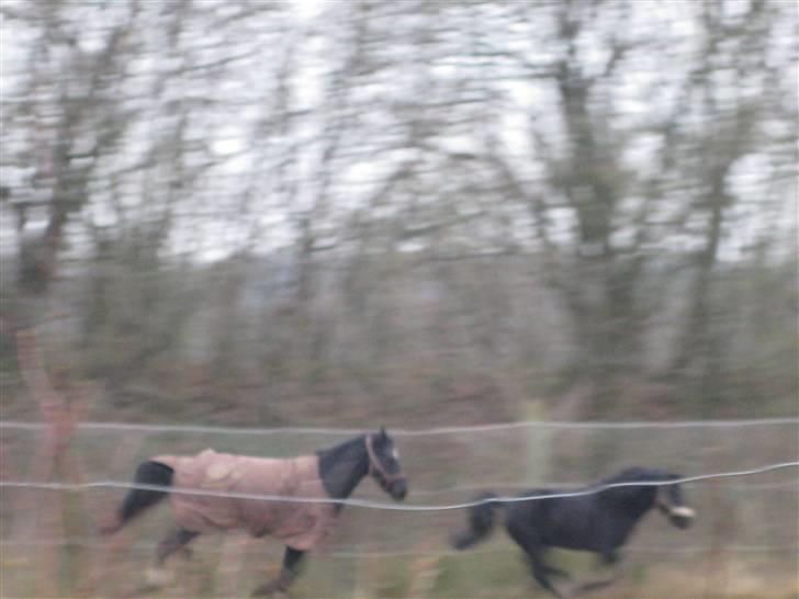 Dartmoor Jarrick - Juhuuuu 8D -Det går stærkt når man hygger sig!<3 billede 11