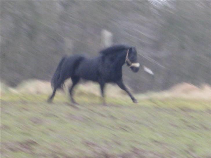 Dartmoor Jarrick - Jarrick galopere lidt på folden q; .. billede 12